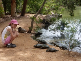 The first image for blog - Holding Koalas, feeding kangaroos and deadly snakes!!!!