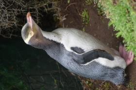 The first image for blog - Yellow eyed penguins