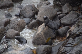 The first image for blog - Yellow eyed penguins